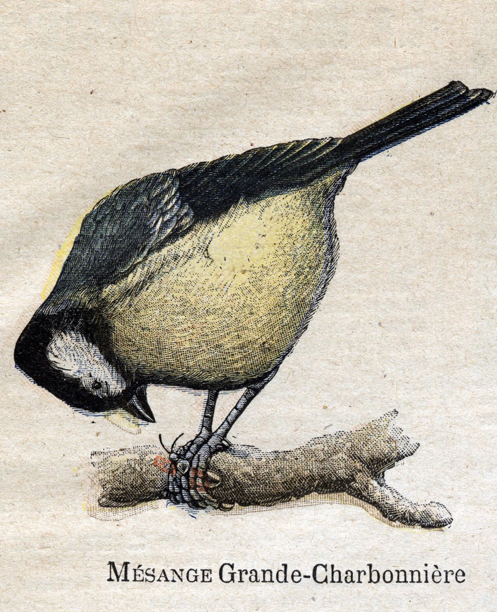 Uccelli utili per l
