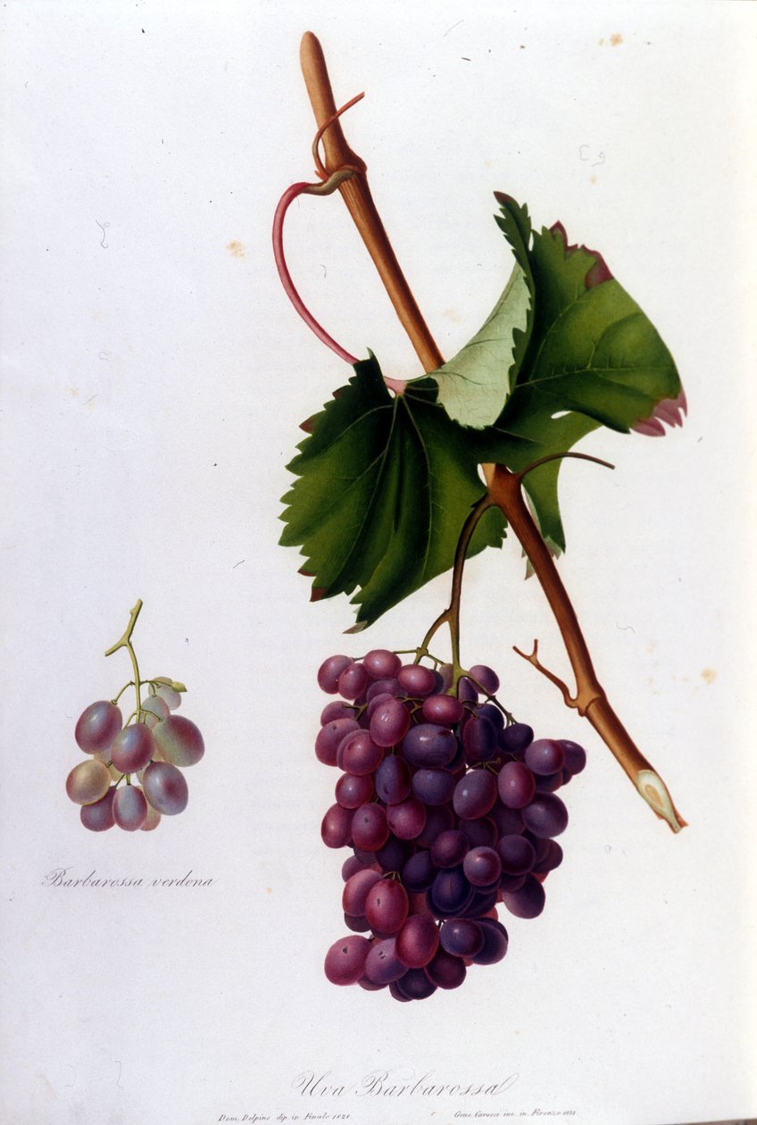 Uva nera. Incisione del XIX secolo da Unknown artist
