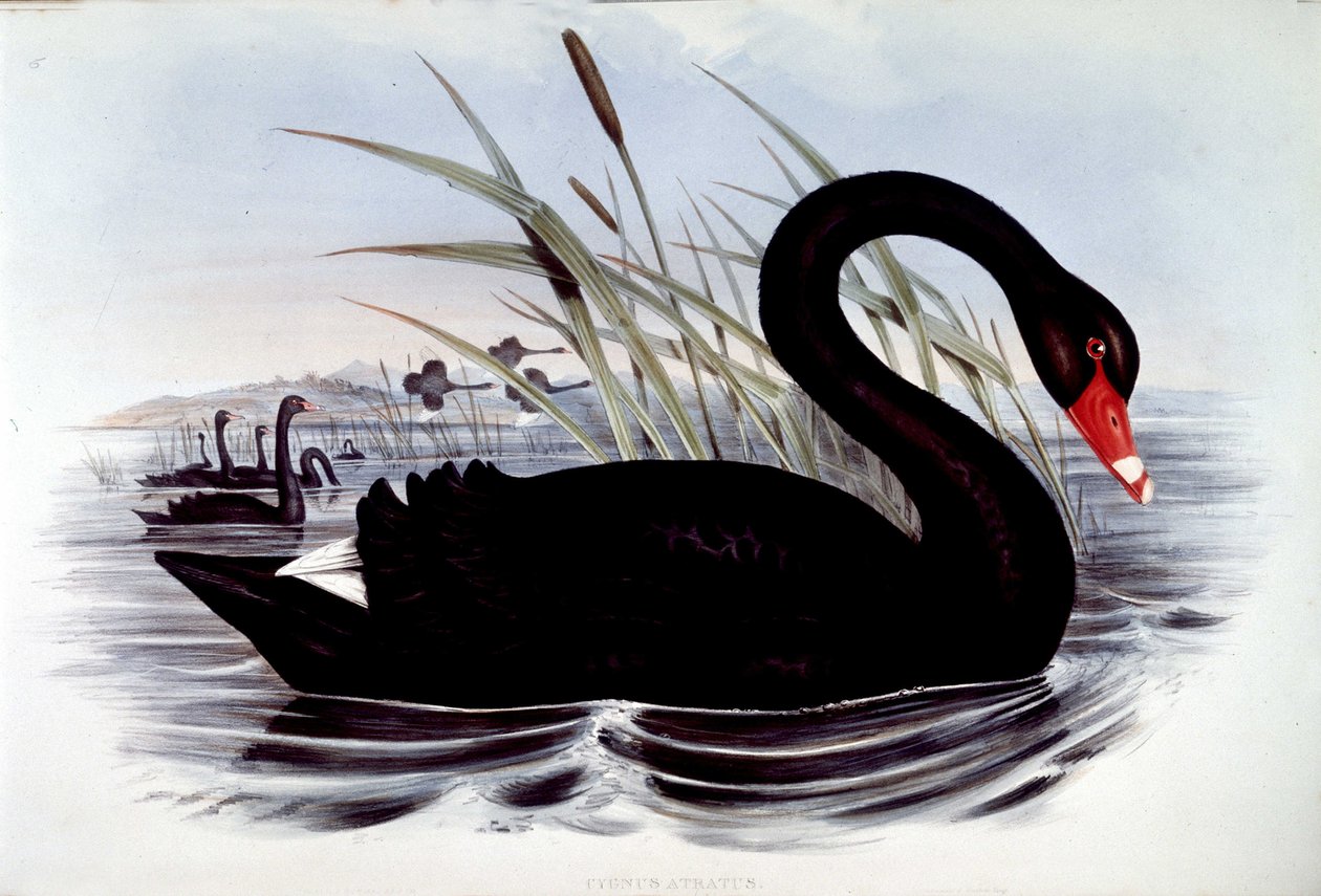 Cigno nero (cygnus atratus) - da 