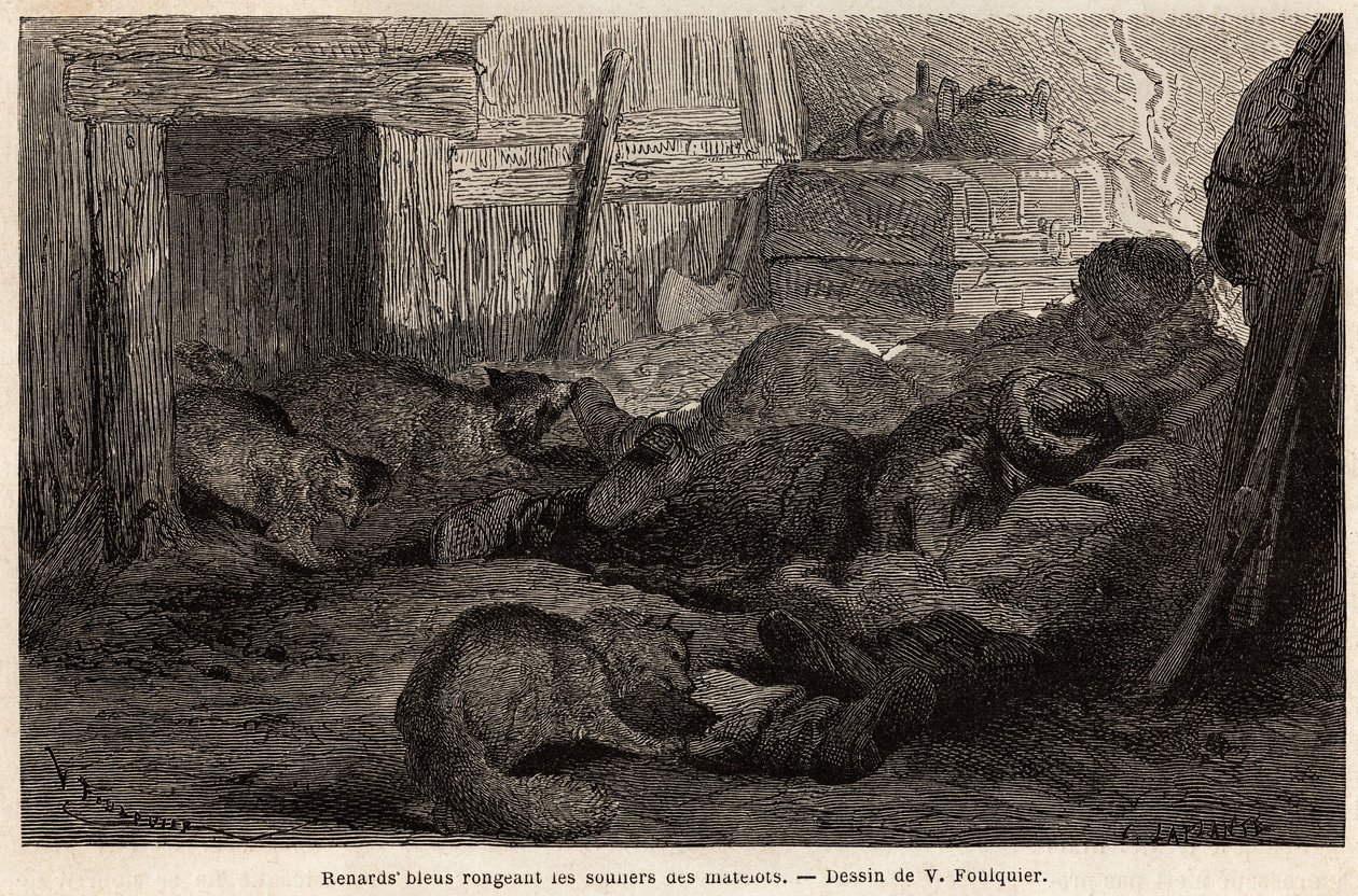 Volpi blu che rosicchiano le scarpe dei marinai addormentati nel rifugio della stazione di osservazione, disegno di V. Foulquier, per illustrare lo Spitzberg. da Unknown artist