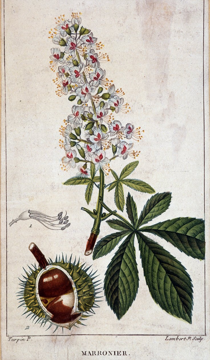 Tavola botanica - Fiori, foglie e frutti del castagno da Unknown artist