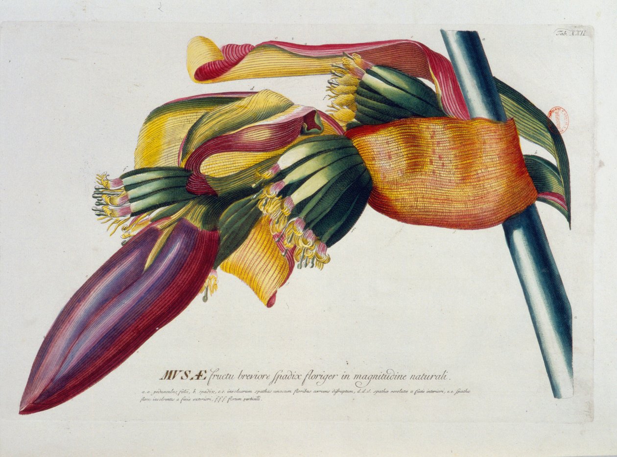 Tavola botanica: Banane, ramo. n.d. XIX secolo da Unknown artist