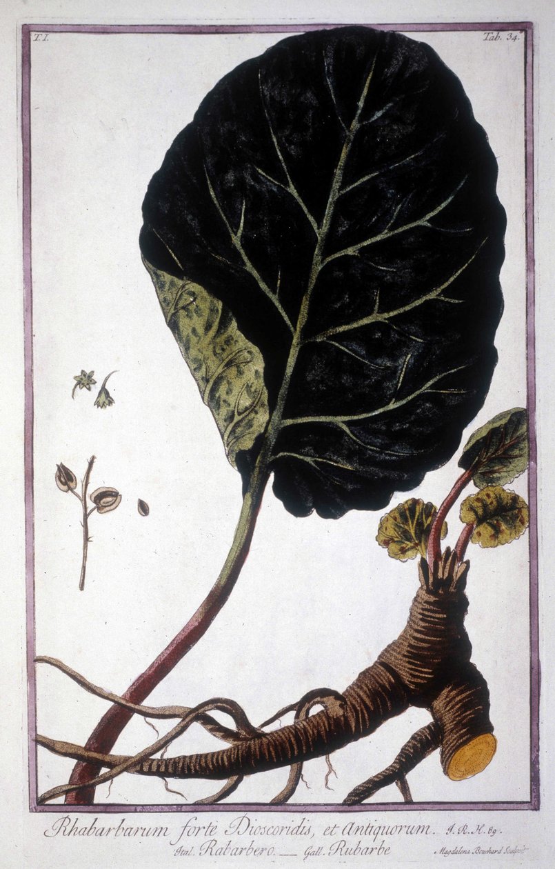 Tavola botanica: Foglia e radici di Rabarbaro. Erbario del XIX secolo. da Unknown artist