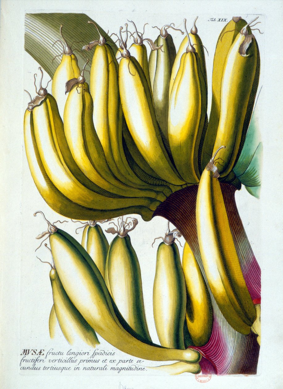 Tavola botanica: una dieta di banane. s.d. XIX secolo da Unknown artist