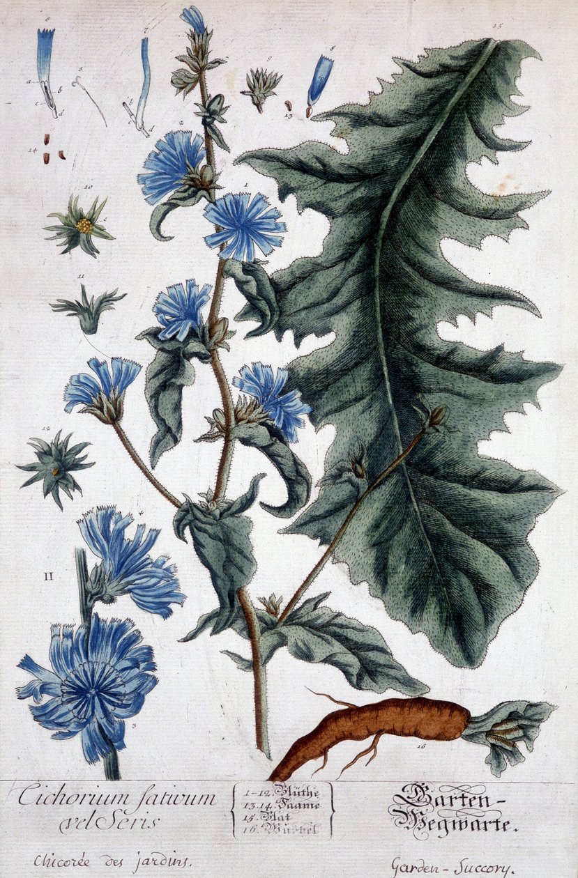Tavola botanica: cicoria dei giardini da Unknown artist