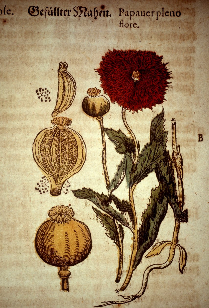 Tavola botanica: papavero. Da 