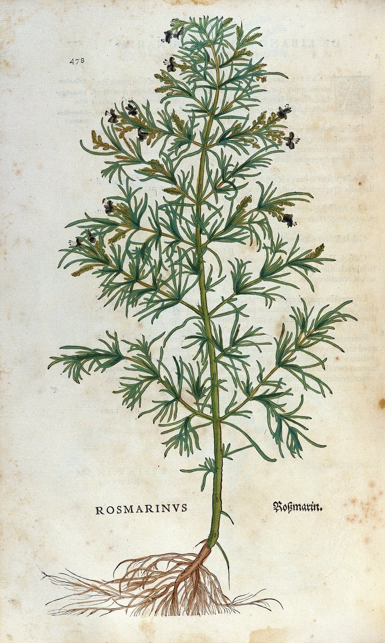 Tavola botanica: rosmarino (rosmarinus). Erbario di Leonhard Fuchs, 