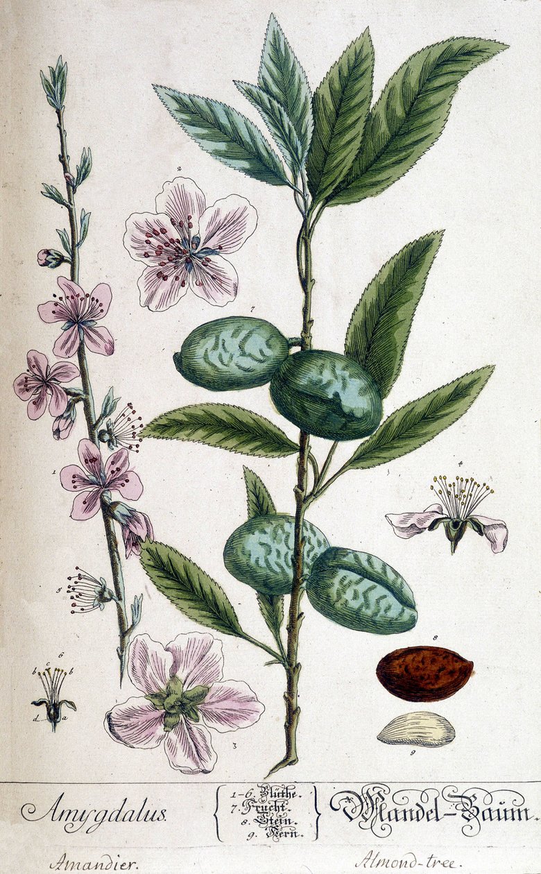 Ramo, fiore e frutto del mandorlo da Unknown artist