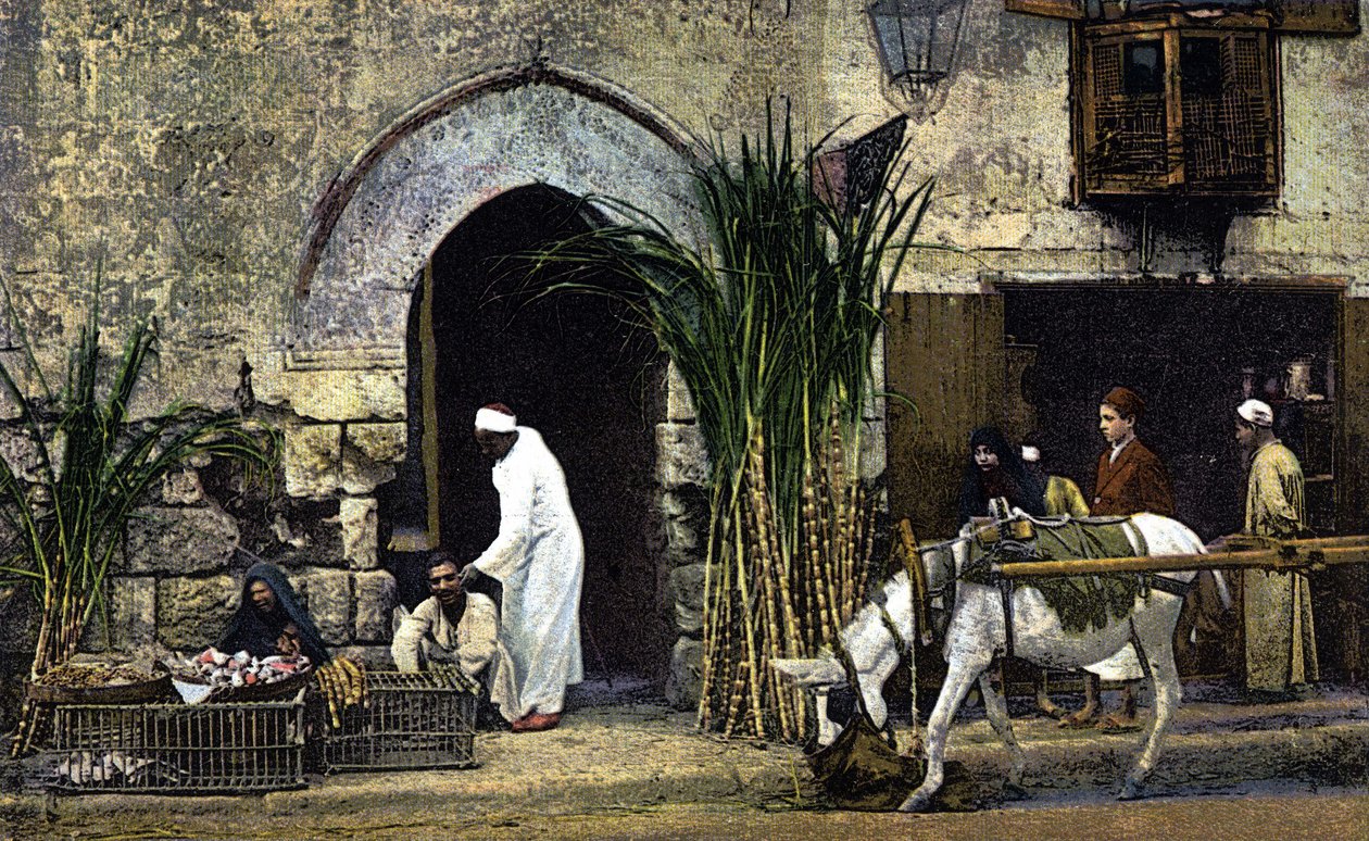 Venditori di zucchero di canna. Il Cairo. Egitto. Cartolina dell
