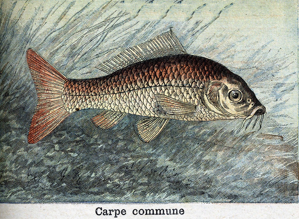 Carpa comune. Incisione del 1898 da Unknown artist
