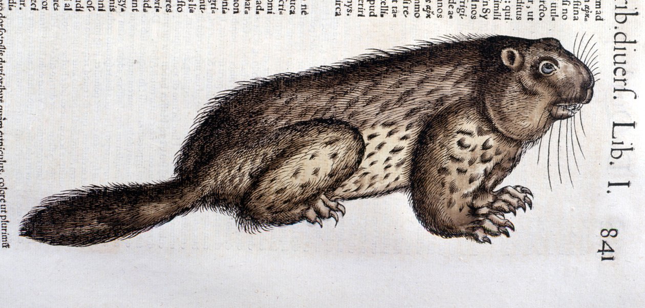 Castoro - in 