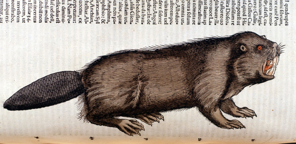 Castoro - in "Historia Animalium" di Conrad Gesner, Tiguri da Unknown artist
