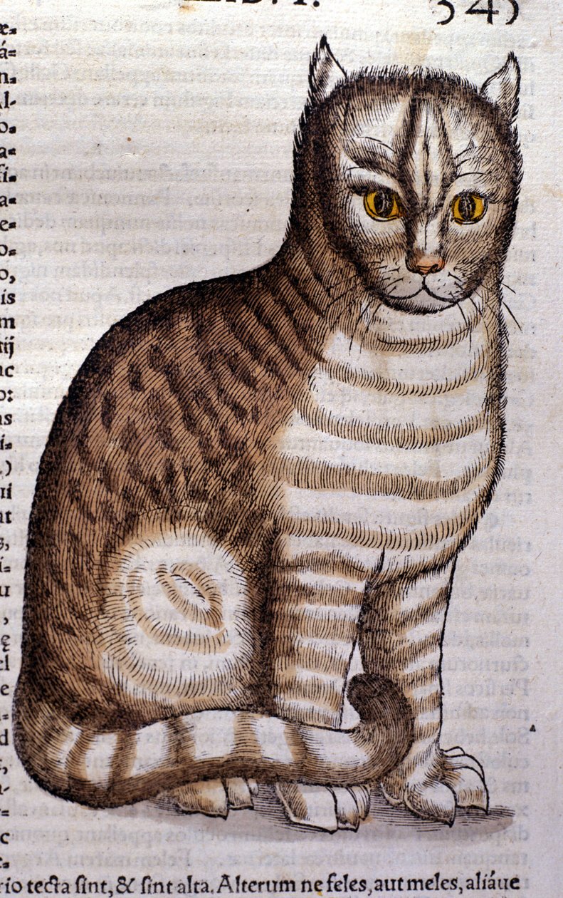 Gatto dopo l