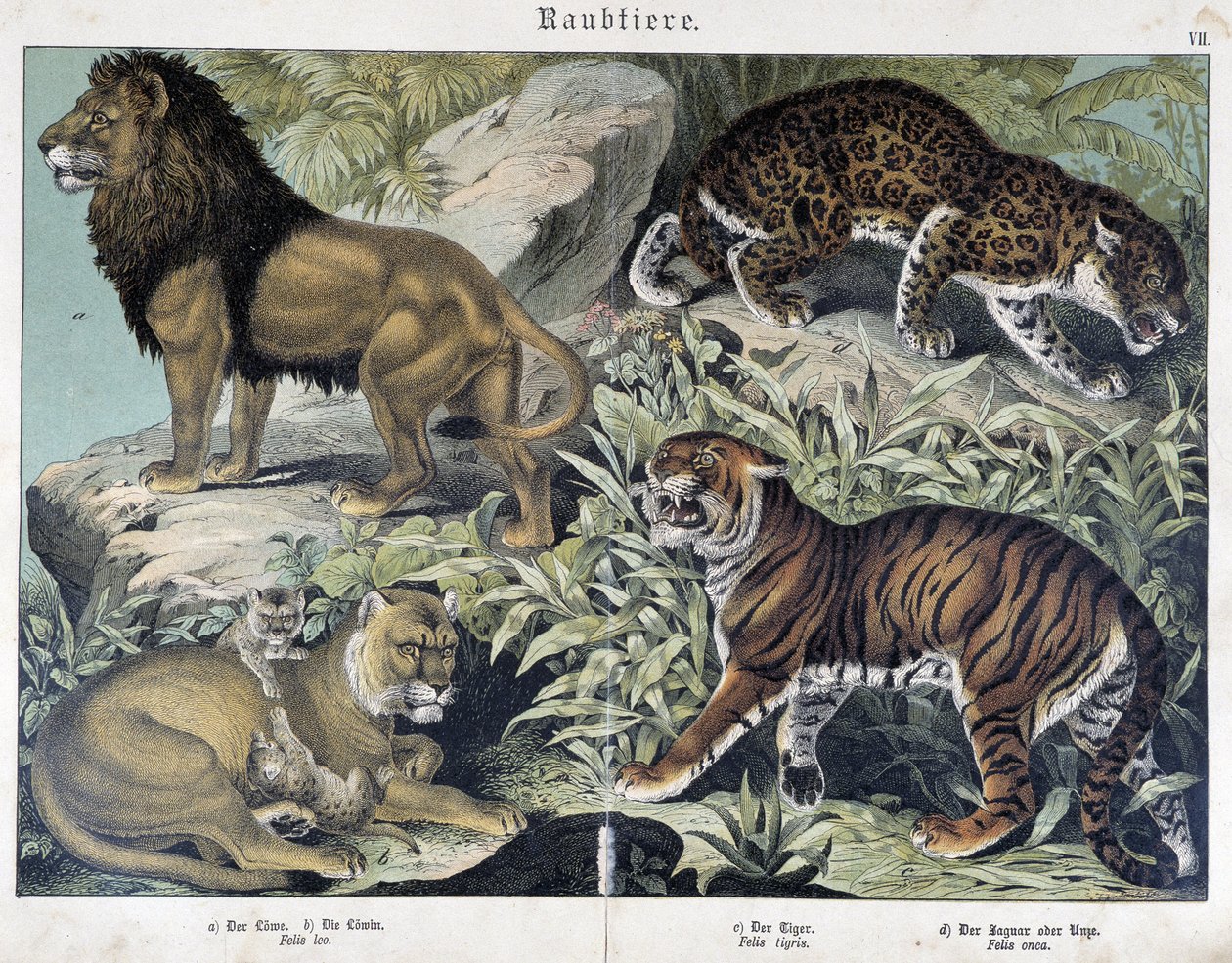 Gatti: leone, leonessa, tigre - in “Natural histories of mammals”, ed. Schreiber da Unknown artist