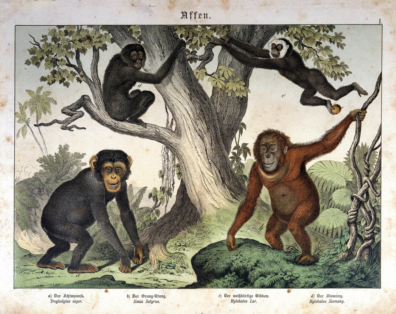 Scimpanzé, orangutan... - in “Storia naturale dei mammiferi”, ed. Schreiber, Monaco da Unknown artist