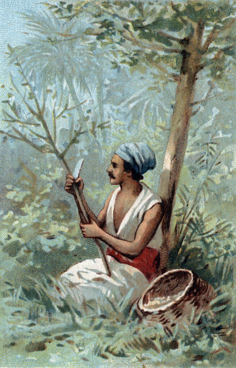 Raccolta di cannella a Ceylon. Cromolitografia della fine del XIX secolo da Unknown artist