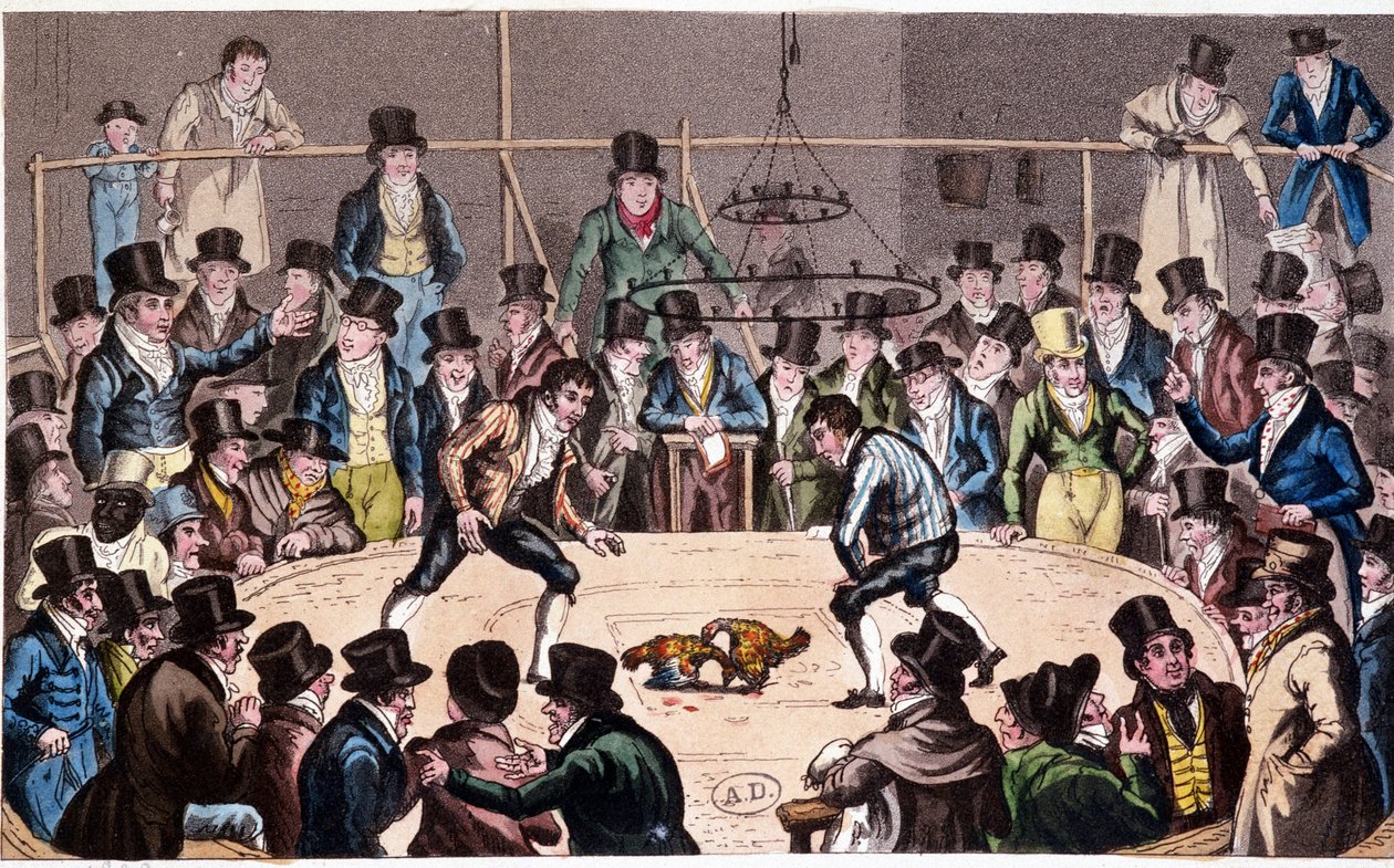 Combattimento di galli da Unknown artist
