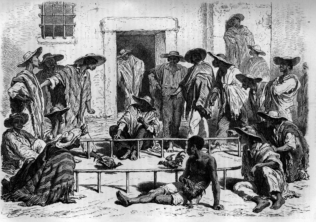 Combattimento di galli in Sud America. Incisione in "Le journal de la jeunesse" da Unknown artist