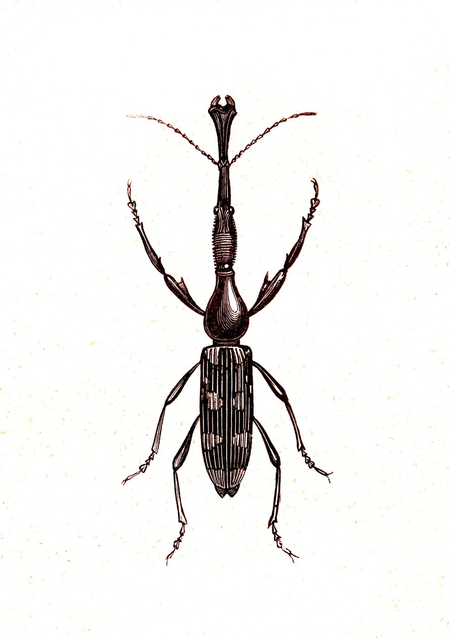 Coleotteri: Brenthus Temminchii da Unknown artist