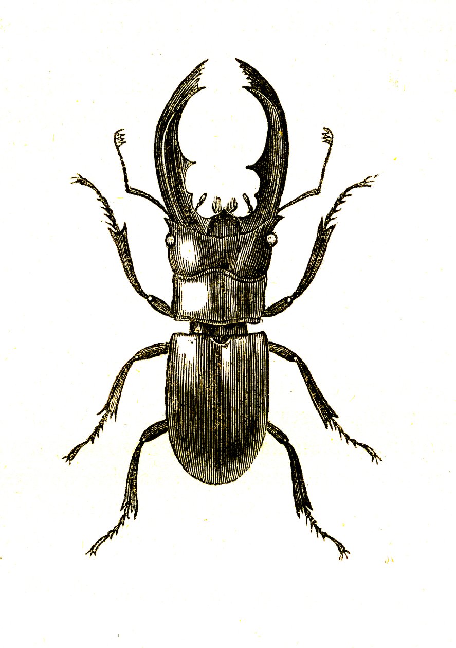 Coleotteri: Hexarthrius Buqueti o Lucanus da Unknown artist