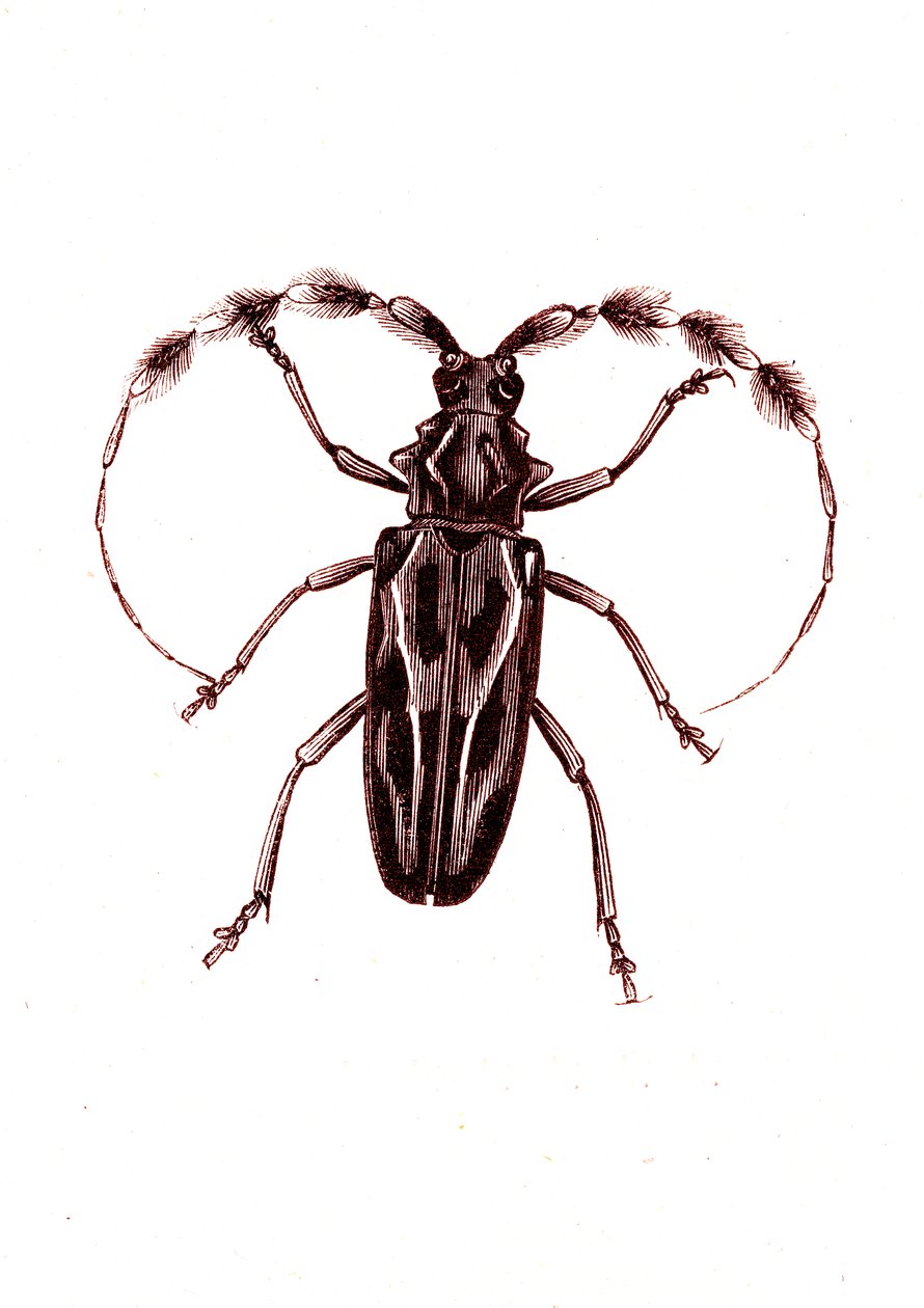 Coleotteri: Lophocerus barbatus da Unknown artist