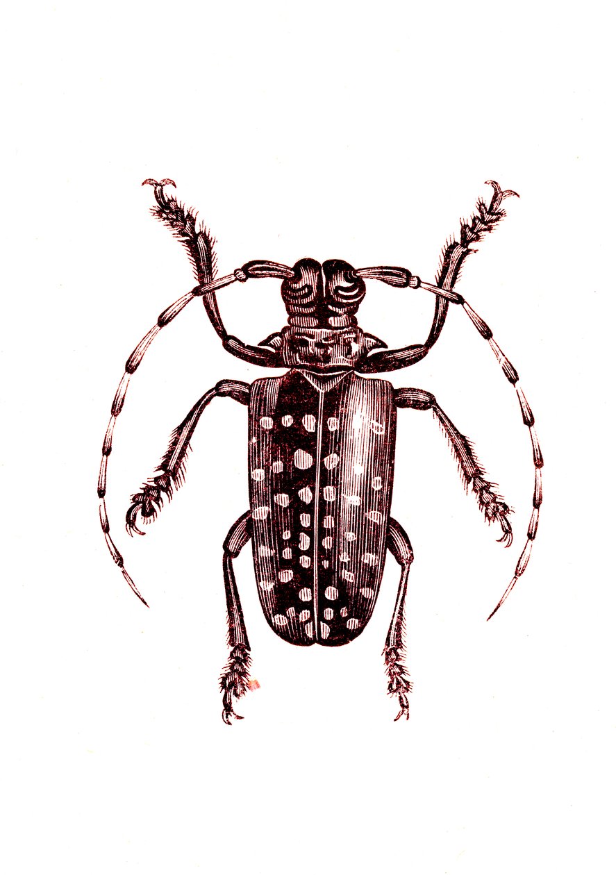 Coleotteri: Ophoptera Tollii da Unknown artist
