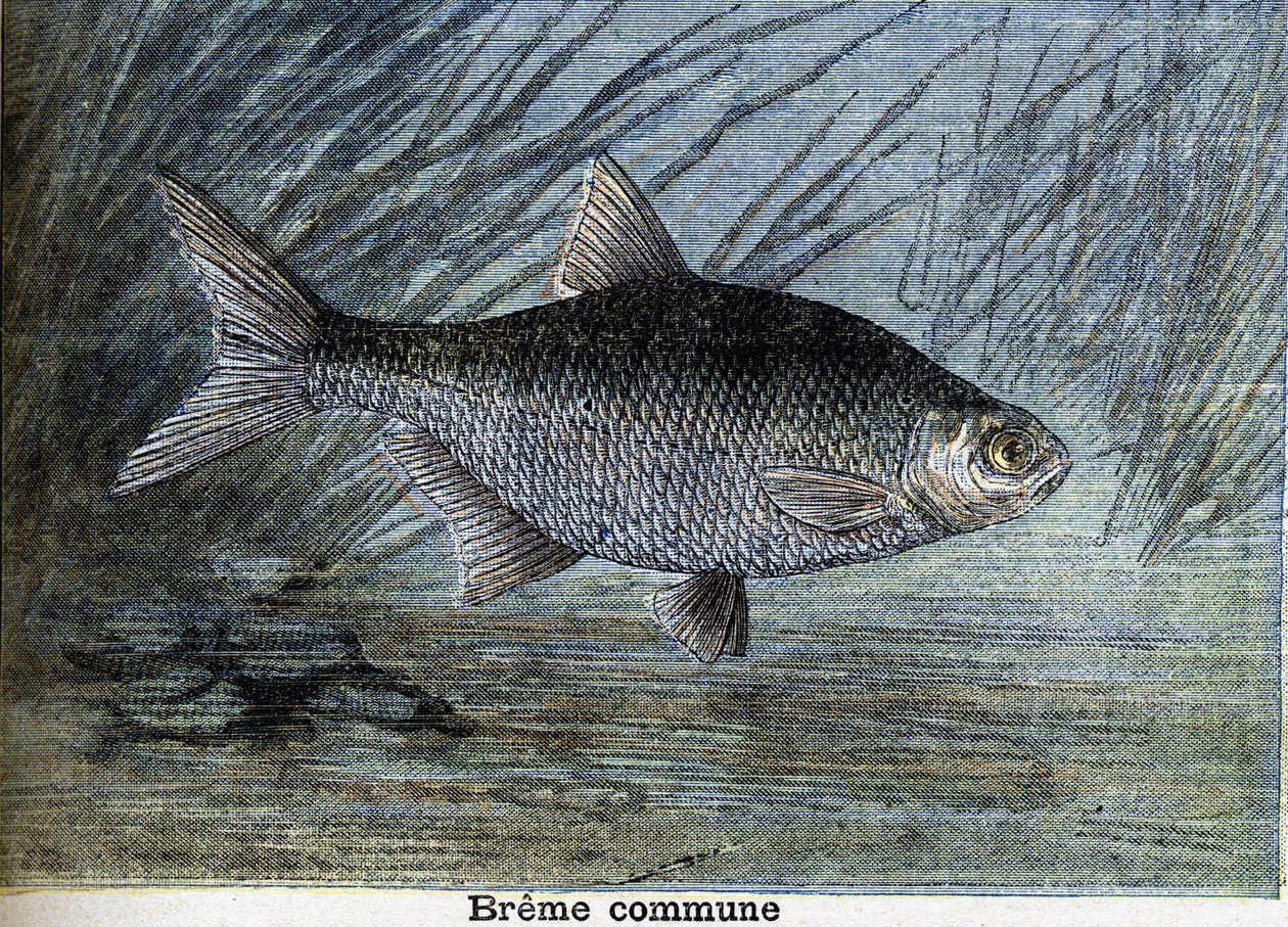 Breme comune. Incisione del 1897 da Unknown artist
