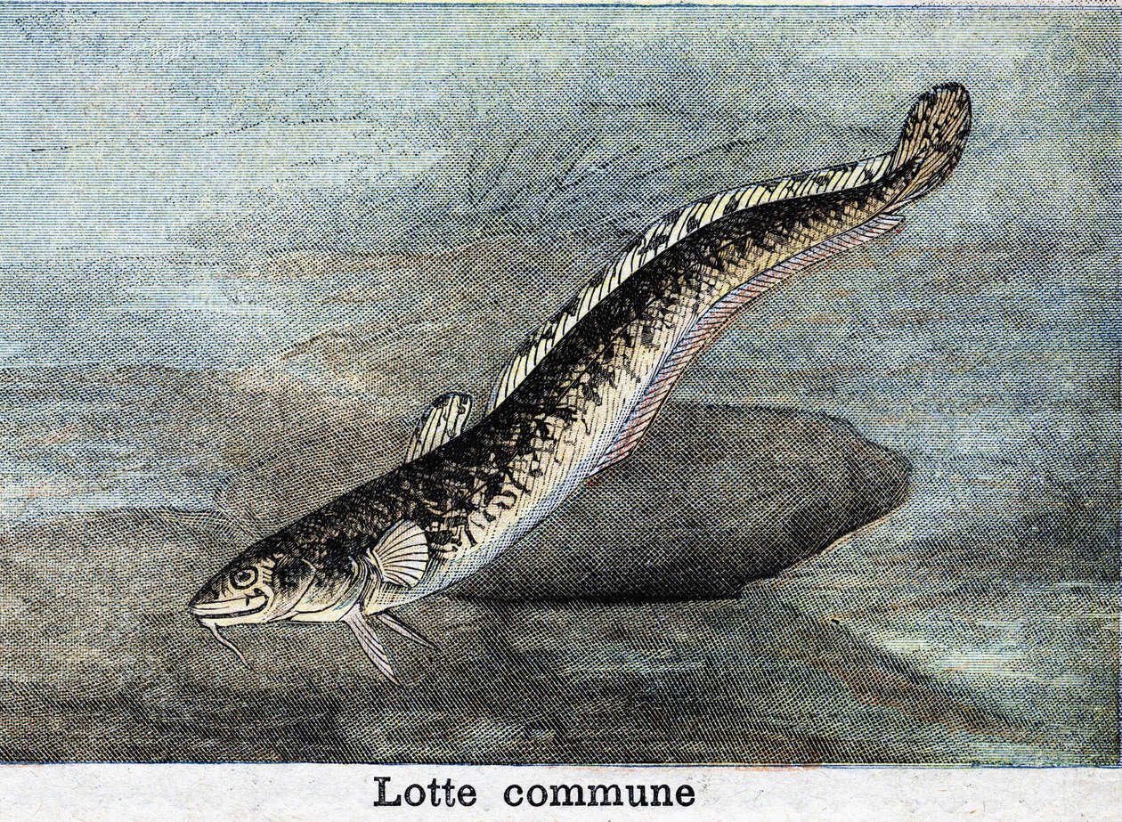 Lotte comune, incisione del 1898 da Unknown artist