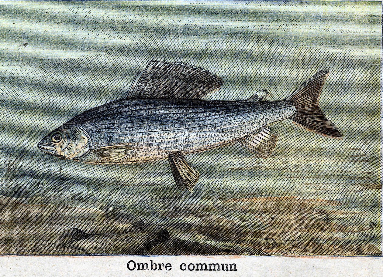 Ombra comune. Incisione del 1898 da Unknown artist