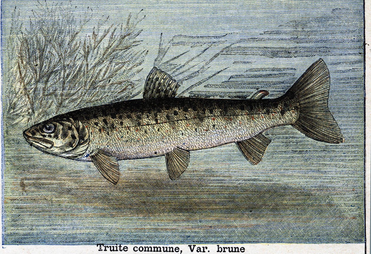 Trota comune. Incisione del 1897 da Unknown artist