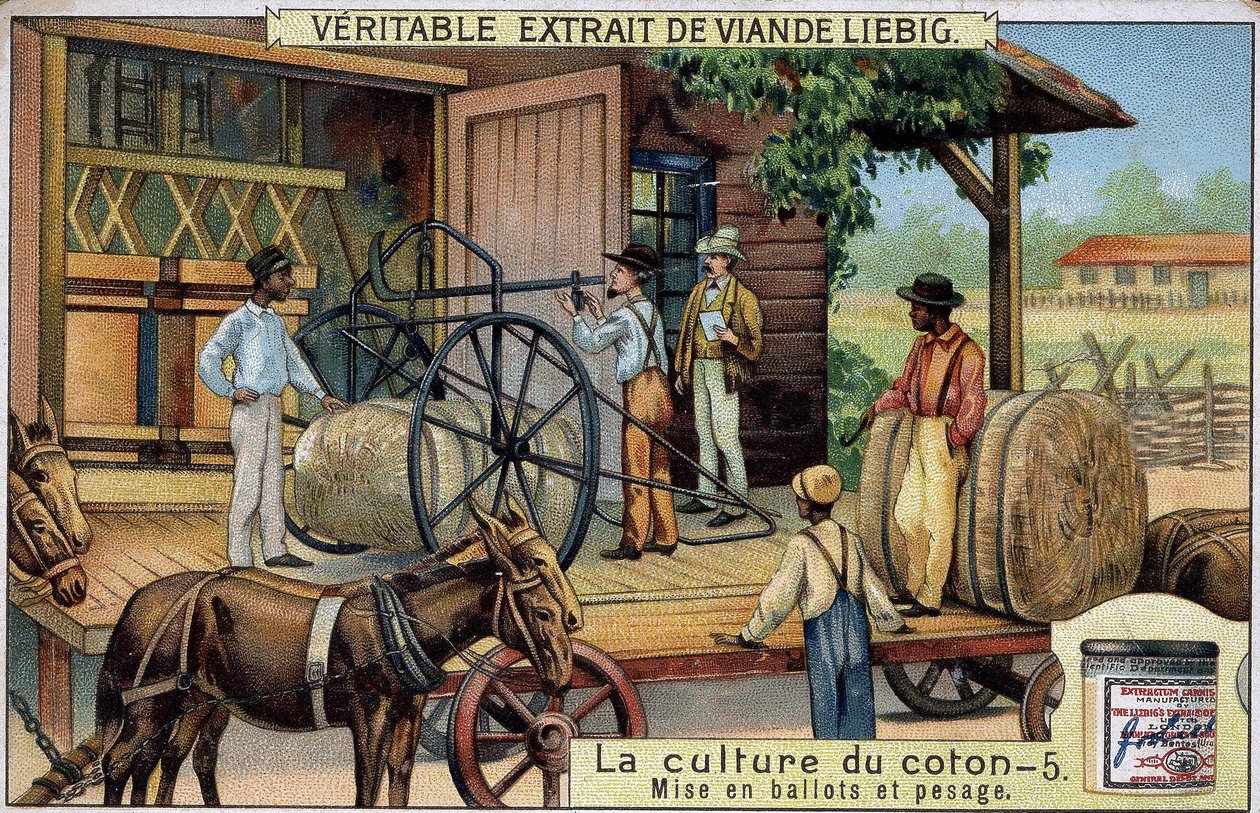 Coltivazione del cotone: Balle e pesatura (USA) Cromolitografia Liebig del XIX secolo da Unknown artist