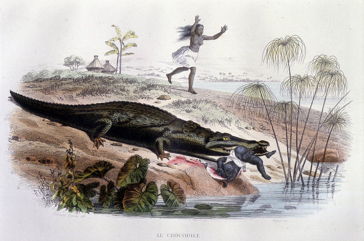 Coccodrillo che divora un bambino - in "Histoire Naturelle" di Lacépède, ed. Furne, Parigi da Unknown artist