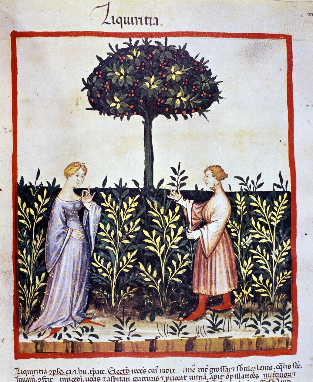 Coltivazione di piante medicinali: raccolta della liquirizia (legno o radice). Miniatura dal "Tacuinum sanitatis" da Unknown artist