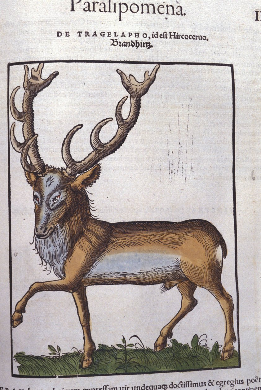 Cervo dopo Historiae animalium di Konrad Gesner, Tiguri da Unknown artist