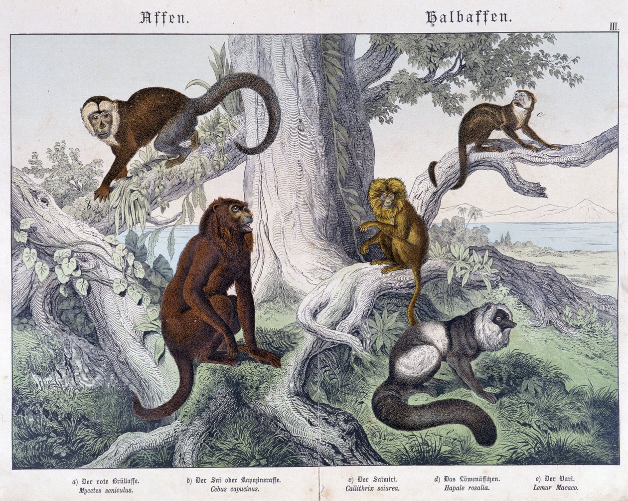 Diverse razze di scimmie - in "Natural histories of mammals", ed. Schreiber da Unknown artist