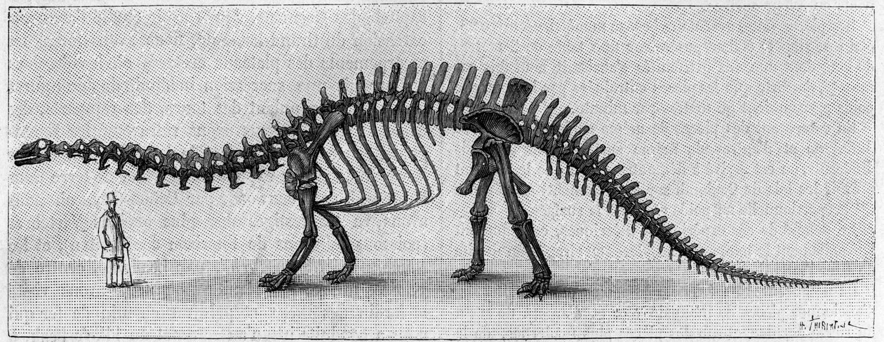 Scheletro di dinosauro: "Brontosaurus excelsus", marzo. Giurassico superiore delle Montagne Rocciose. Riproduzione del disegno comunicato da Mr. March ad Albert Gaudry dell