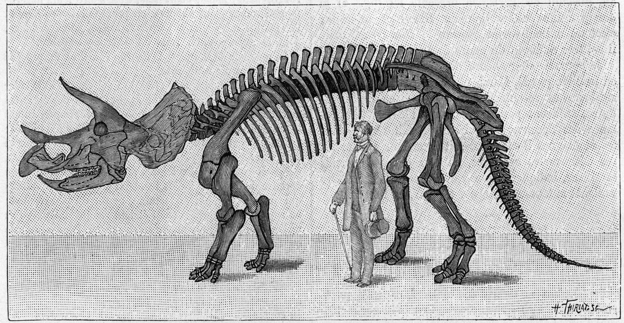 Scheletro di dinosauro: "Triceratops prorsus", marzo. Cretaceo superiore delle Montagne Rocciose. Riproduzione del disegno comunicato dal Sig. March ad Albert Gaudry dell