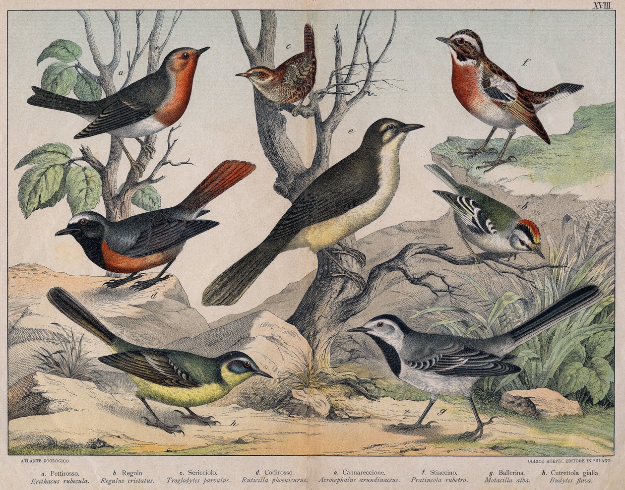 Diverses illustration of birds "Storia" degli uccelli naturali". ed. Hoepli, Milano da Unknown Artist