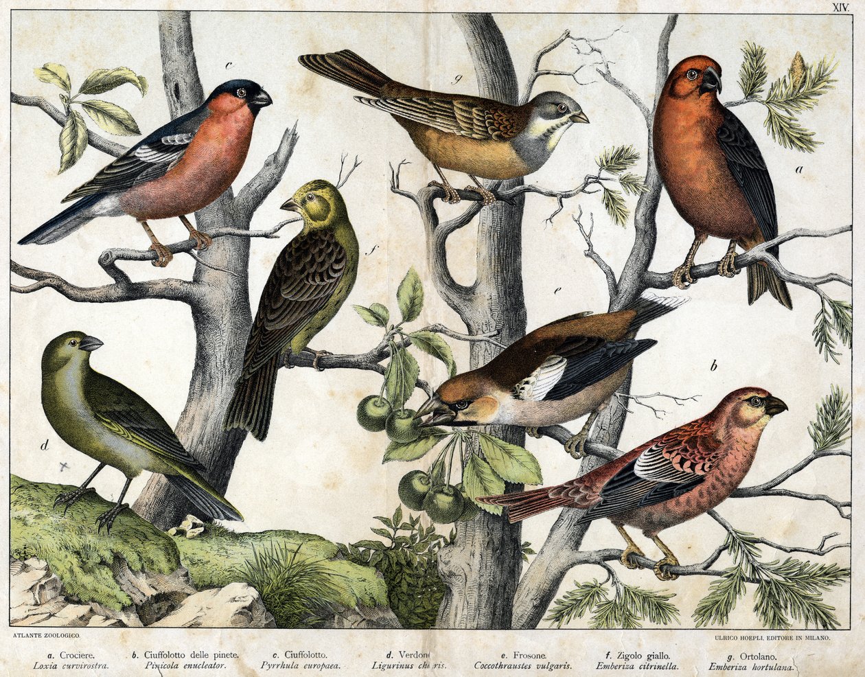 Diverses illustration of birds "Storia" degli uccelli naturali". ed. Hoepli, Milano da Unknown Artist