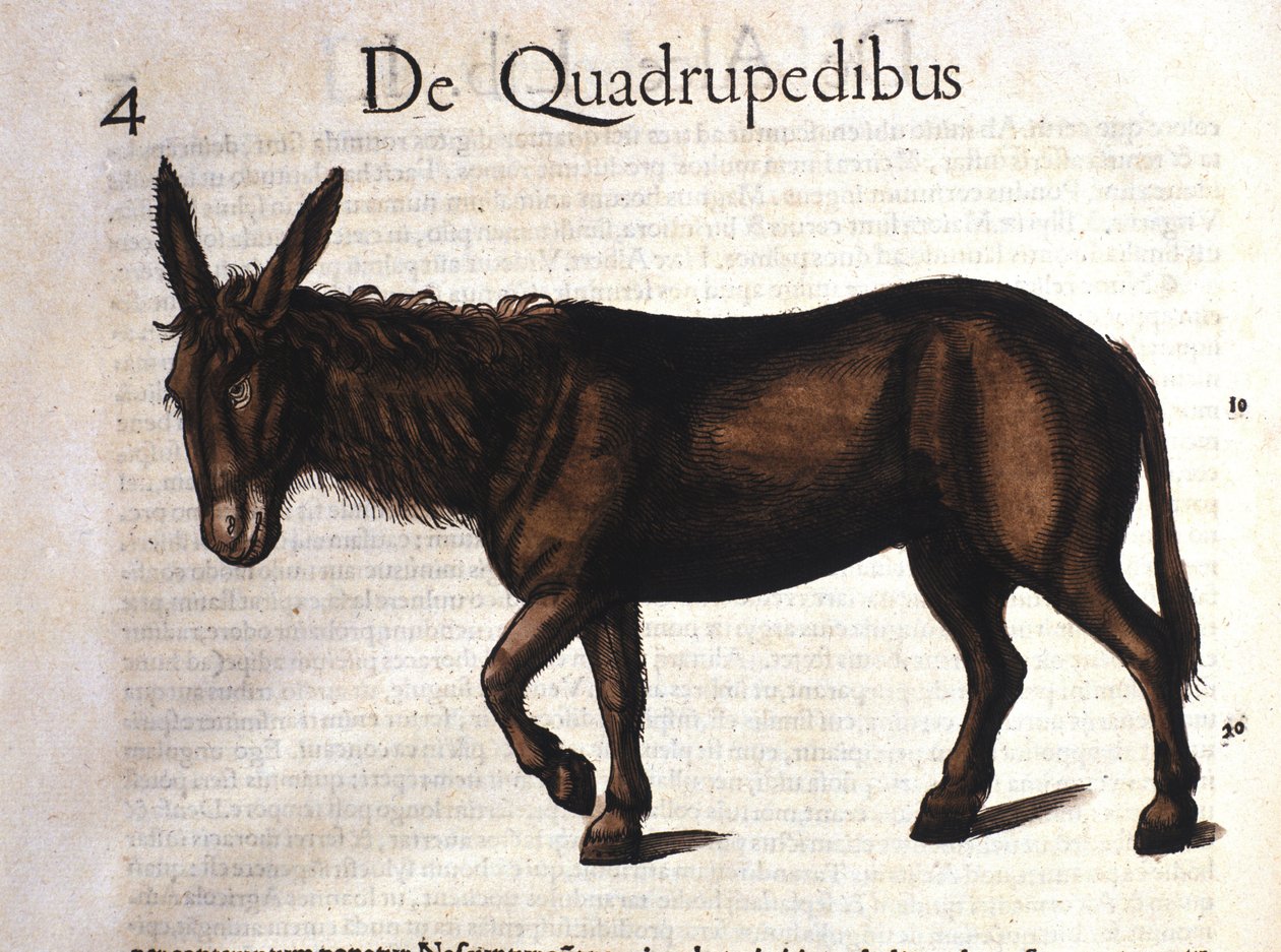 Asino da Historia Animalium di Conrad Gesner, Tiguri 1560 da Unknown artist