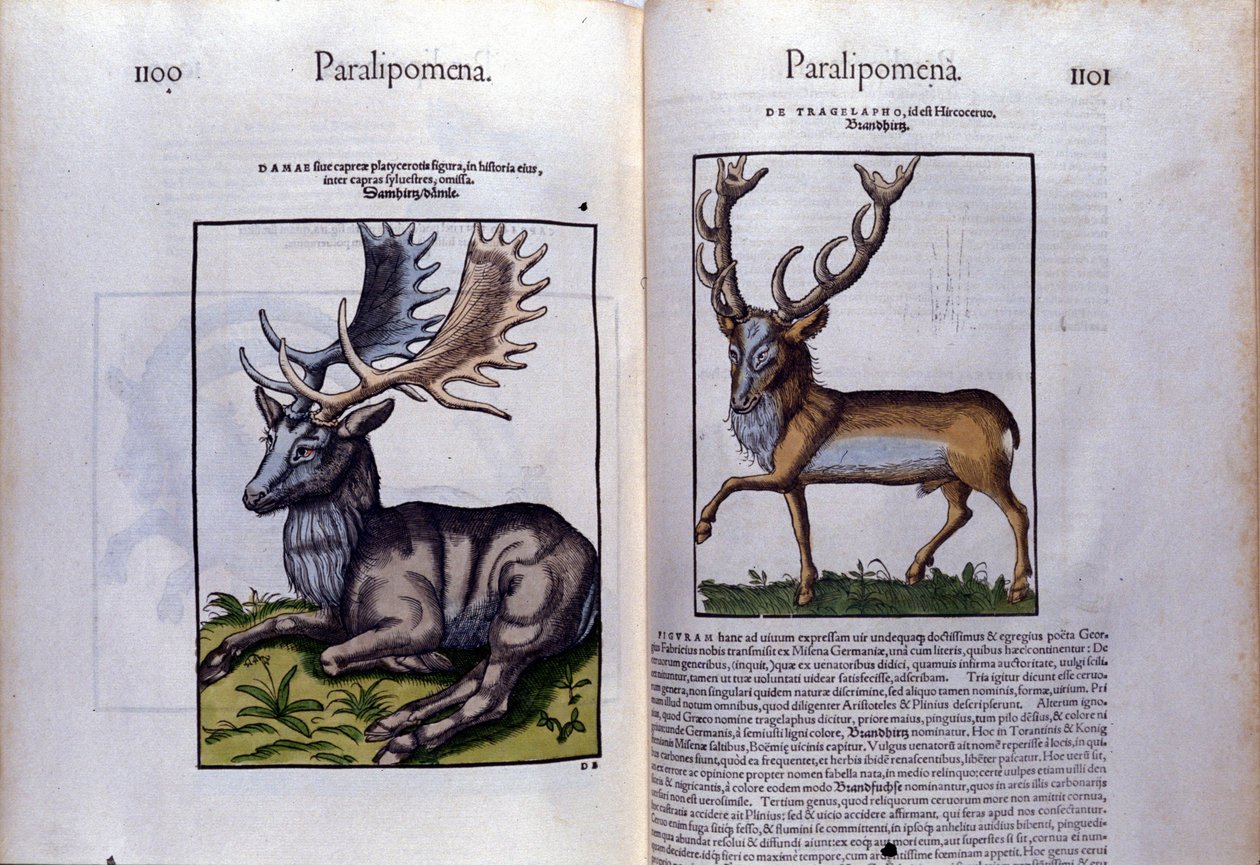 Doppia pagina di cervi in Historia Animalium di Conrad Gesner (1516 - 1565), Tiguri da Unknown artist
