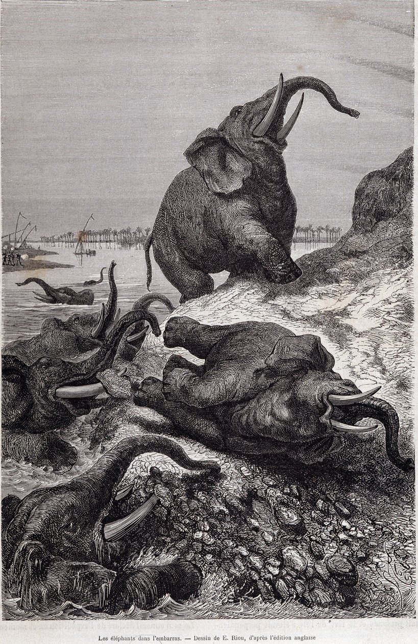 Elefanti che scalano la riva di un fiume, nel racconto di una spedizione in Africa Centrale commissionata da Sir Samuel White Baker, "Il giro del mondo" da Unknown artist