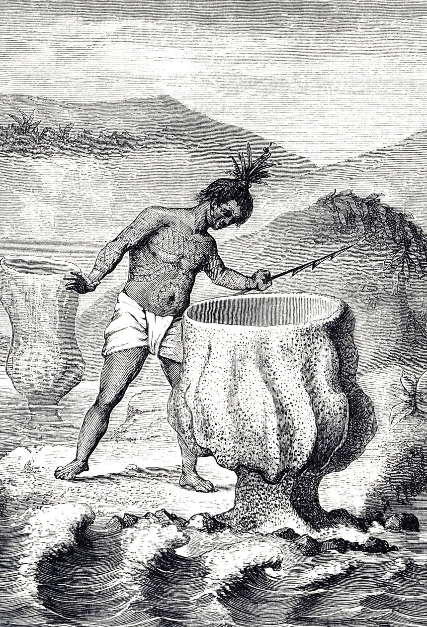 Incisione che raffigura una varietà di spugna chiamata Calice di Nettuno (Thalassema Neptune) da Unknown artist