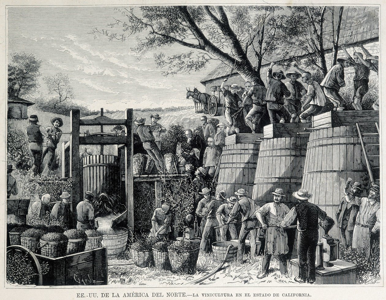 Incisione del 1876 che rappresenta la viticoltura in California nel XIX secolo da Unknown artist