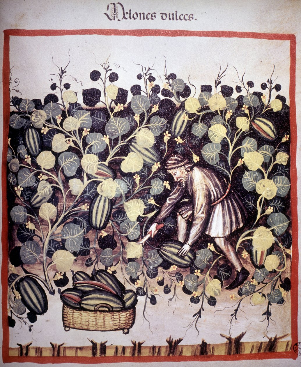 Incisione che rappresenta la raccolta di meloni dal "Tacuinum Sanitatis". B.N, Vienna. da Unknown artist