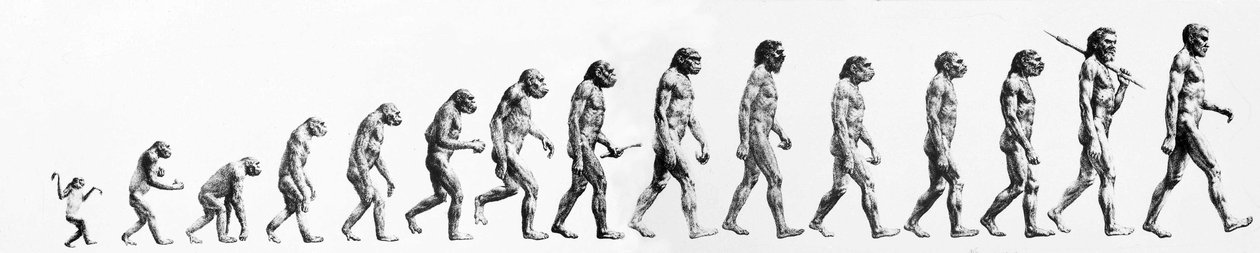 Evoluzione: Confronti di morfologie dal scimmia all