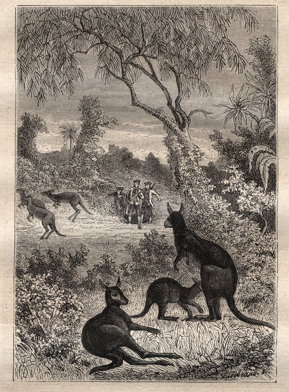 Primo viaggio (1768-1771) del capitano James Cook (1728-1779): i marinai scoprono i canguri (Australia) - illustrazione tratta da 