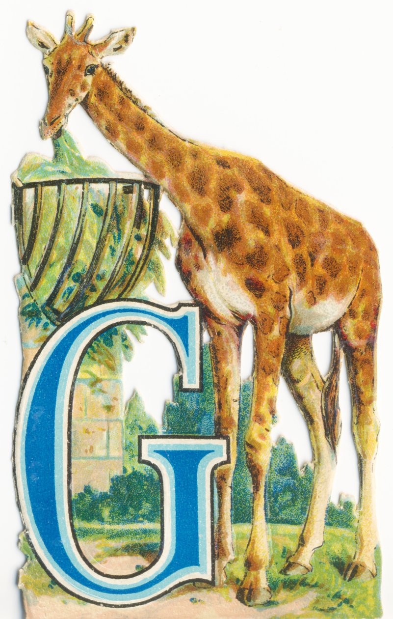 G: giraffa da Unknown artist