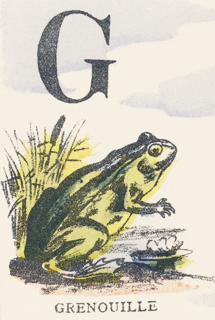 G: rana | Unknown artist | Stampa d'arte