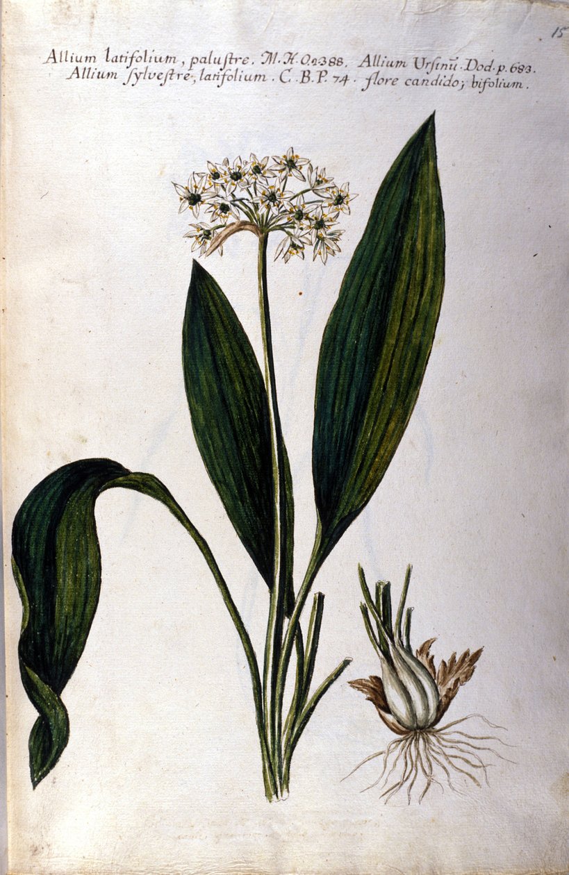 Aglio. Erbario del XIX secolo da Unknown artist